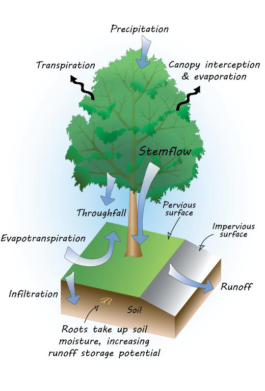 trees_roles